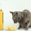 Стоит ли приручать животное к алкогольным напиткам?